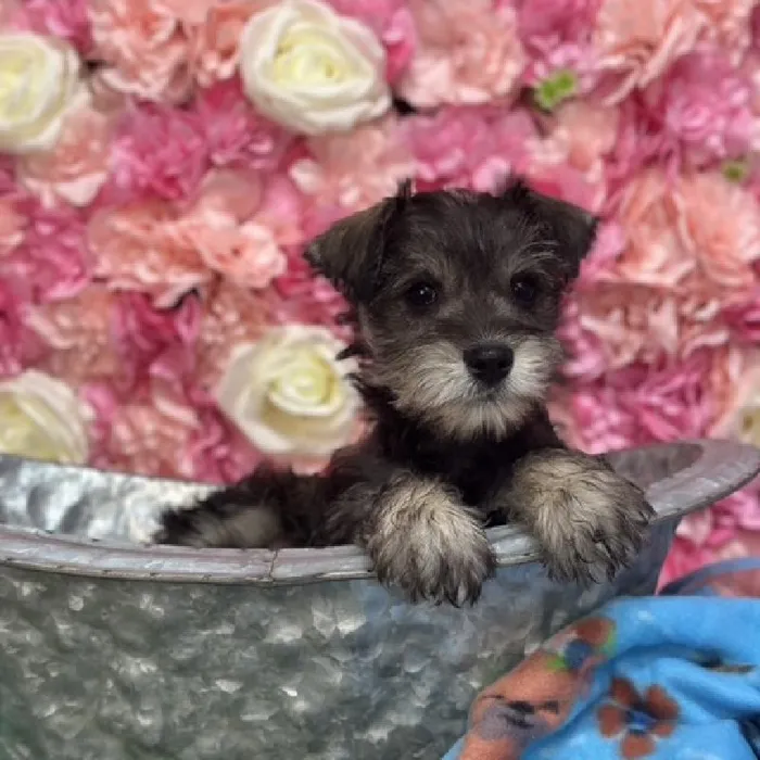 Male Miniature Schnauzer Puppy for Sale in Saugus, MA