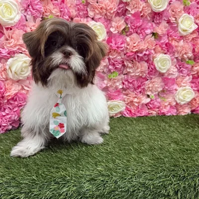 Male Shih Tzu Puppy for Sale in Braintree, MA