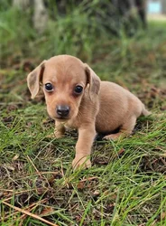 car_main_img_/media/ap_media/pets/LFHGBHHKGCCO192707.webp.250x250_q85.webp