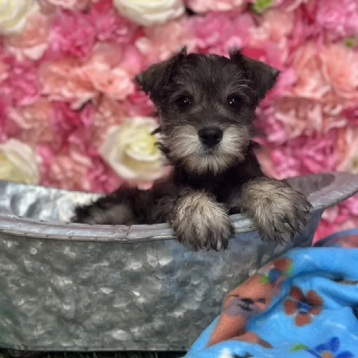 Male Miniature Schnauzer Puppy for Sale in Saugus, MA