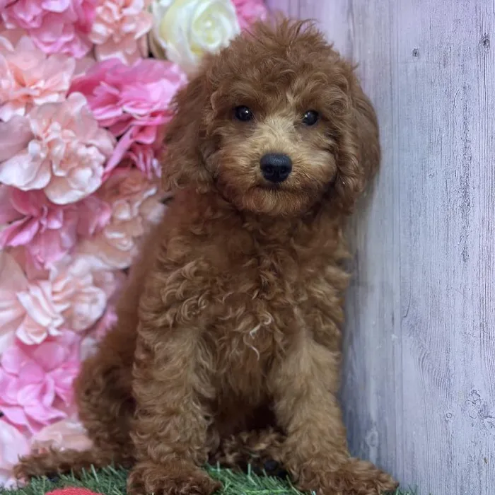 Male Poodle Toy Puppy for Sale in Saugus, MA