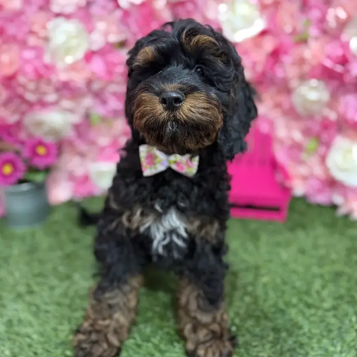 Male Cockapoo Puppy for Sale in Braintree, MA