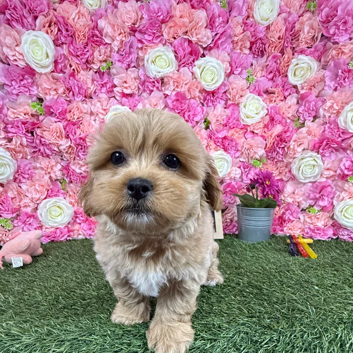 Male Shih-Poo puppy named Rolo for sale at Pet Express Braintree.