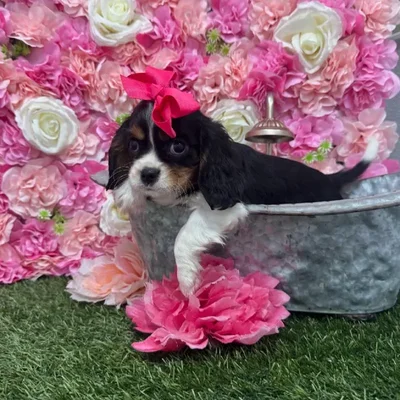 Female Cavalier King Charles Spaniel Puppy for Sale in Braintree, MA