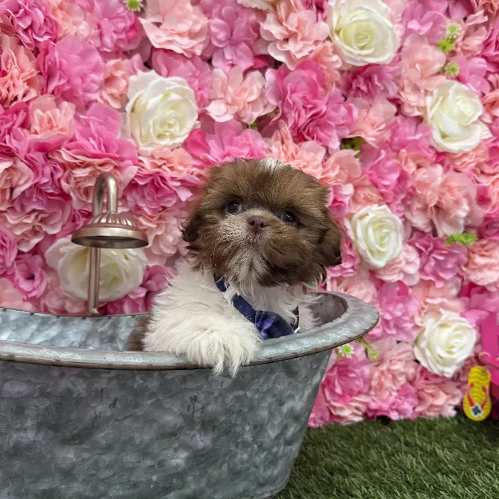 Male Shih Tzu Puppy for Sale in Braintree, MA