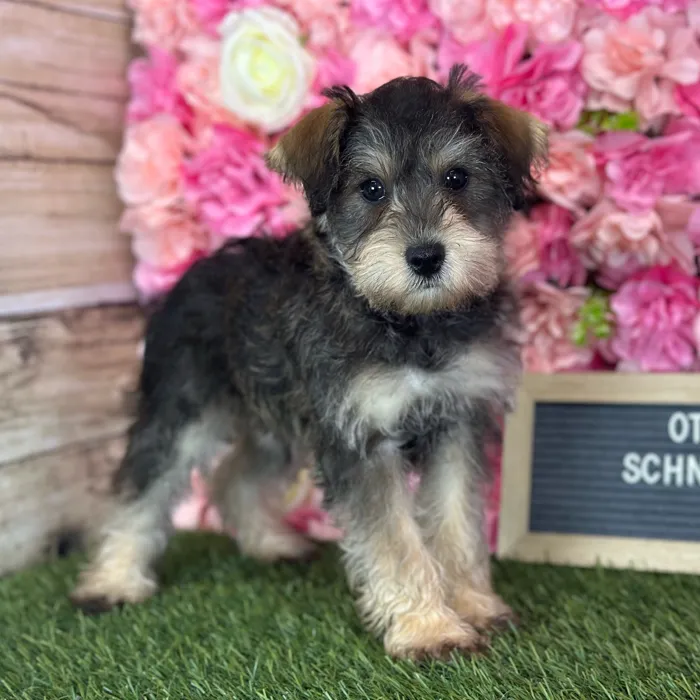 Male Schnoodle puppy named Otis for sale at Pet Express Saugus.