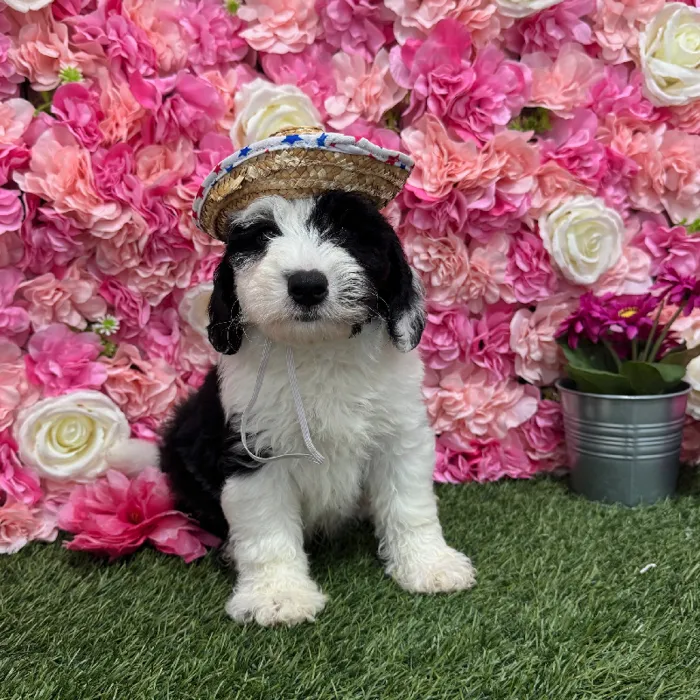 Male Mini Sheepadoodle Puppy for Sale in Braintree, MA