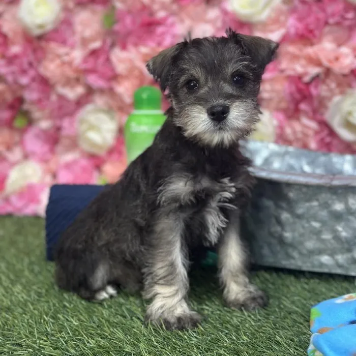 Male Miniature Schnauzer Puppy for Sale in Saugus, MA