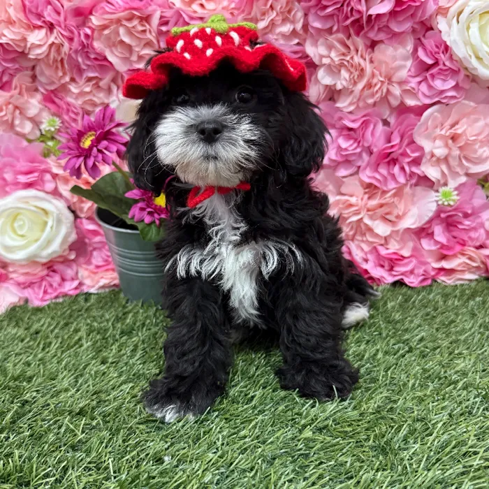 Female Lhasa-Poo Puppy for Sale in Braintree, MA
