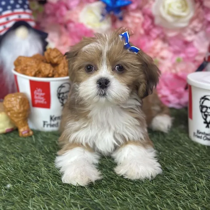 Female Lhasa Apso Puppy for Sale in Saugus, MA