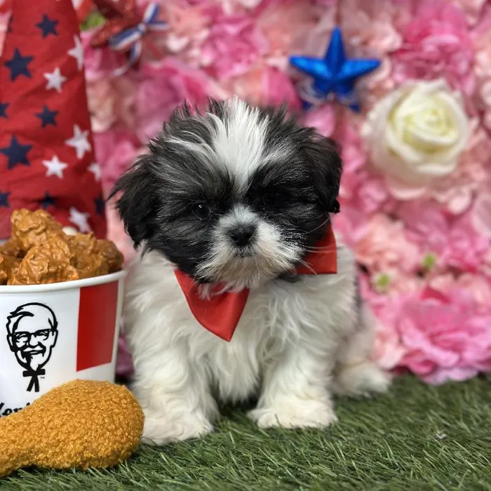 Male Shih Tzu Puppy for Sale in Saugus, MA