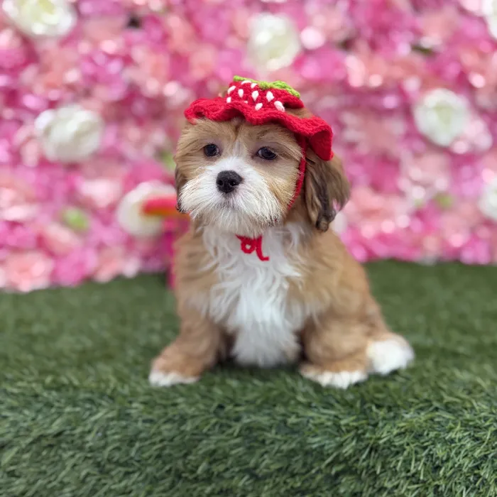 Male Lhasa Apso Puppy for Sale in Braintree, MA
