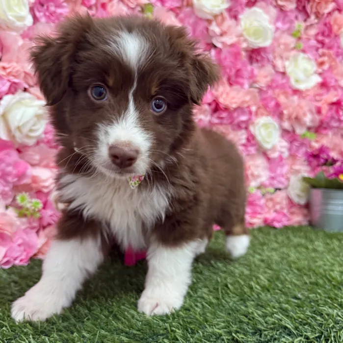 Male Miniature Australian Shepherd Puppy for Sale in Braintree, MA