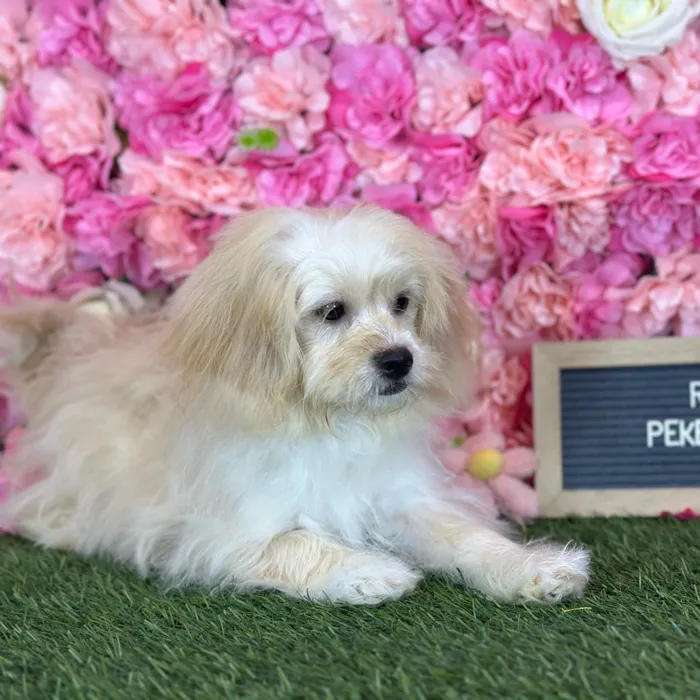 Female Peke A Poo puppy named Reba for sale at Pet Express Saugus.