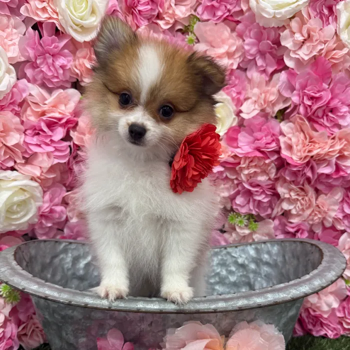 Female Pomeranian Puppy for Sale in Braintree, MA