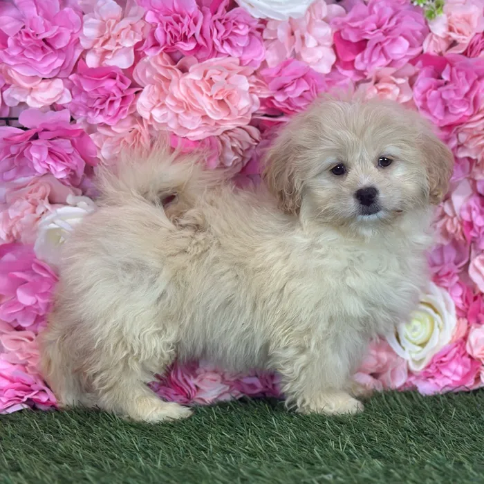 Female Peke A Poo puppy named Reba for sale at Pet Express Saugus.