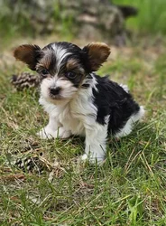 car_main_img_/media/ap_media/pets/LKLGCXLQKWDO189690.webp.250x250_q85.webp