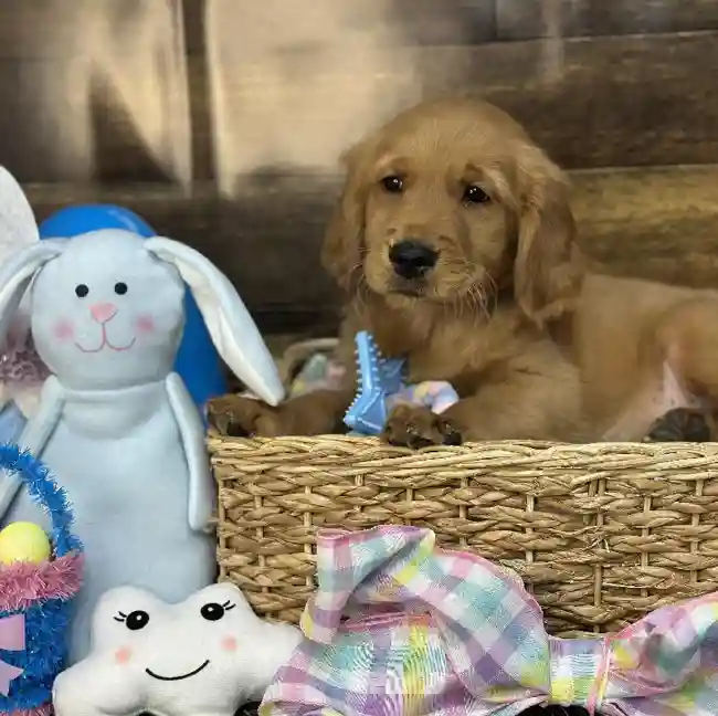 Male Golden Retriever Puppy for Sale in Saugus, MA