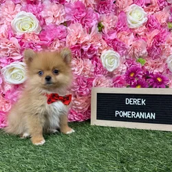 Male Pomeranian puppy named Derek for sale at Pet Express Braintree.