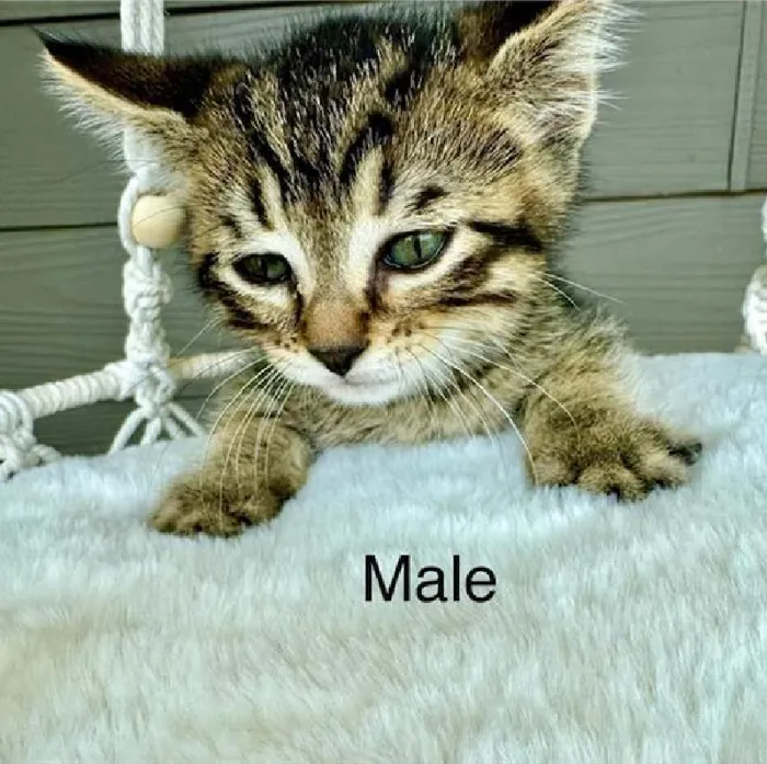 Male Domestic Short Hair kitten named Felix for sale at Pet Express Saugus.
