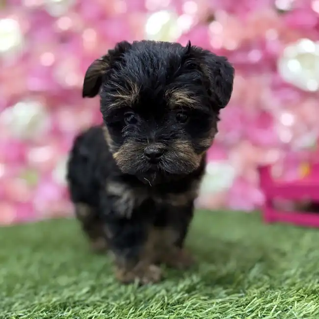 Male Yorkie-Poo Puppy for Sale in Braintree, MA