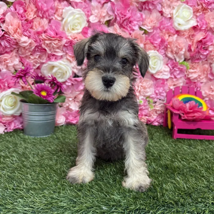 Male Miniature Schnauzer Puppy for Sale in Braintree, MA