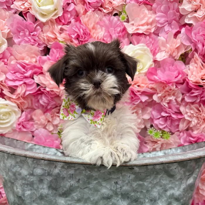 Male Shih Tzu Puppy for Sale in Braintree, MA