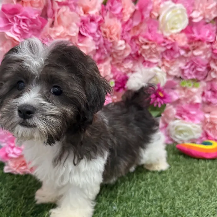 Male Shih-Poo Puppy for Sale in Braintree, MA