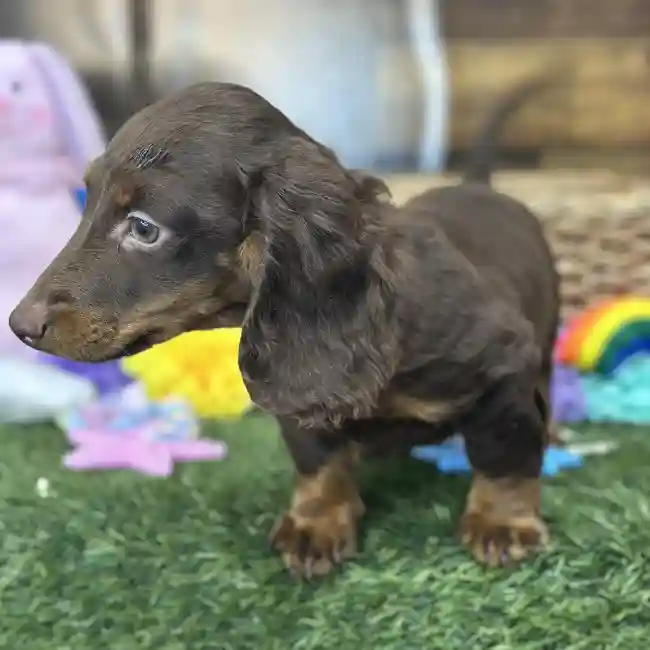 Male Dachshund Puppy for Sale in Saugus, MA