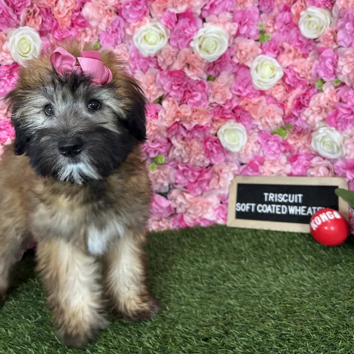 Female Soft Coated Wheaten Terrier puppy named Triscuit for sale at Pet Express Braintree.
