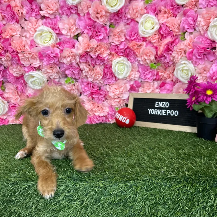 Male Yorkie-Poo 2Nd Gen puppy named Enzo for sale at Pet Express Braintree.