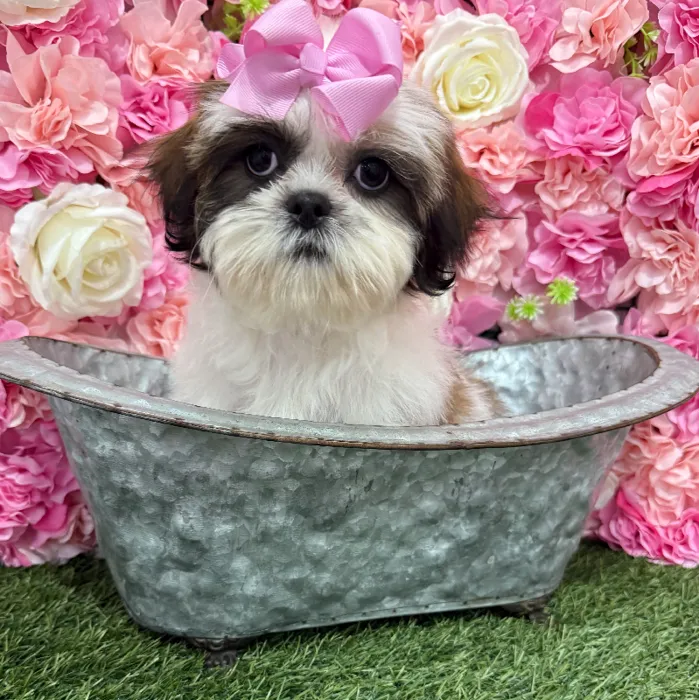 Female Shih Tzu Puppy for Sale in Braintree, MA