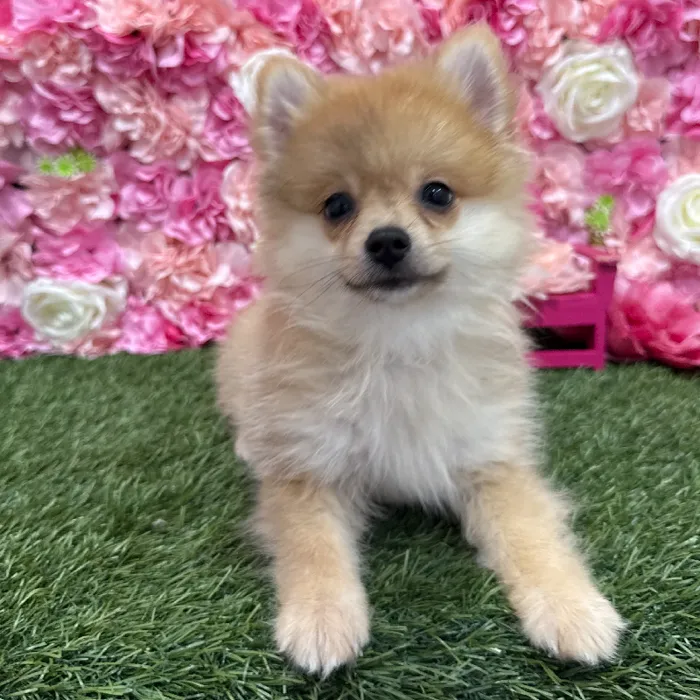 Male Pomeranian Puppy for Sale in Braintree, MA