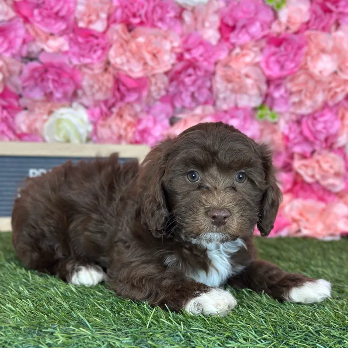 Male Havapoo puppy named Prince for sale at Pet Express Saugus.