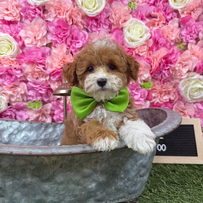 Male Malti-Poo 2Nd Gen puppy named Drake for sale at Pet Express Braintree.