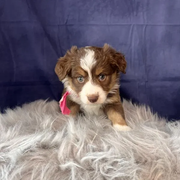 Female Miniature Australian Shepherd puppy named Coconut for sale at Pet Express Saugus.