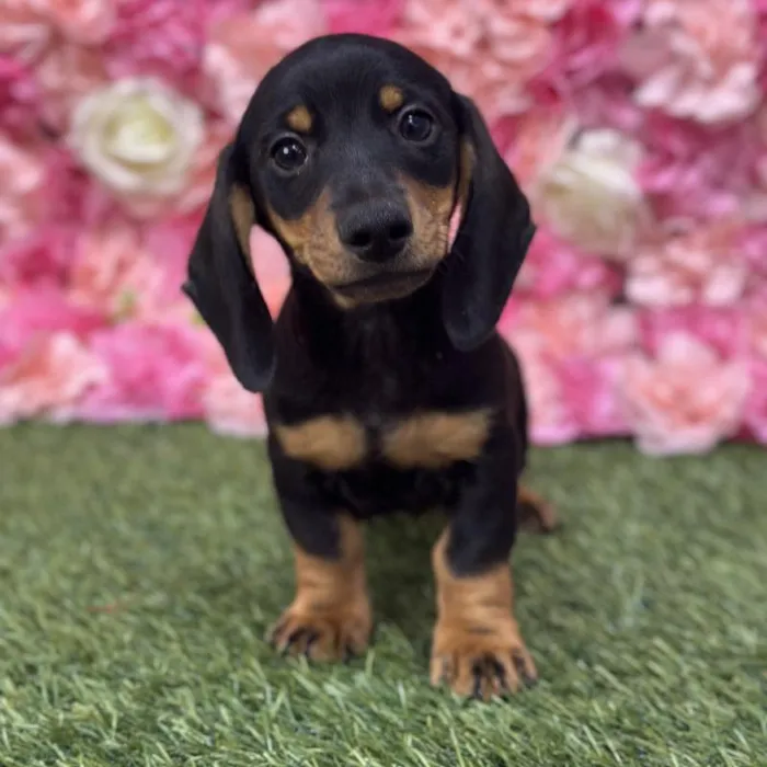 Male Dachshund Puppy for Sale in Saugus, MA