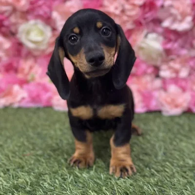 Male Dachshund Puppy for Sale in Saugus, MA
