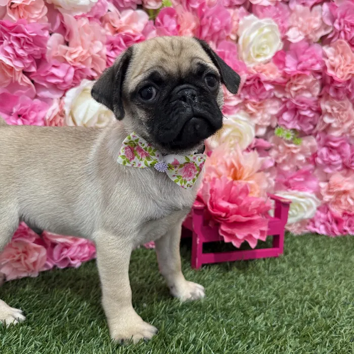 Male Pug Puppy for Sale in Braintree, MA