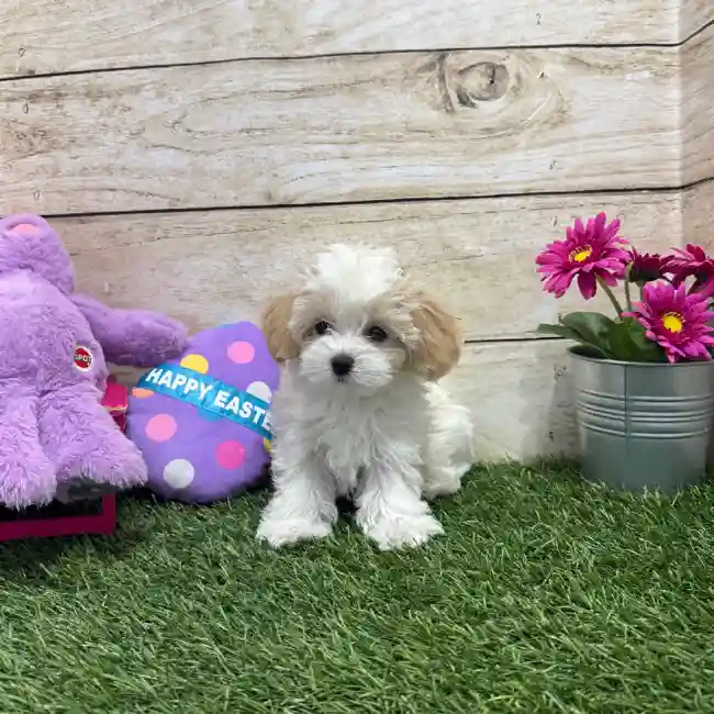 Female Yorkie-Poo 2nd Gen Puppy for Sale in Braintree, MA
