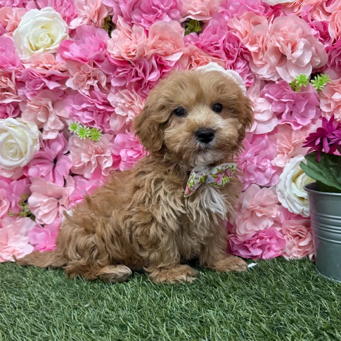 Male Mini Goldendoodle 2nd Gen Puppy for Sale in Braintree, MA