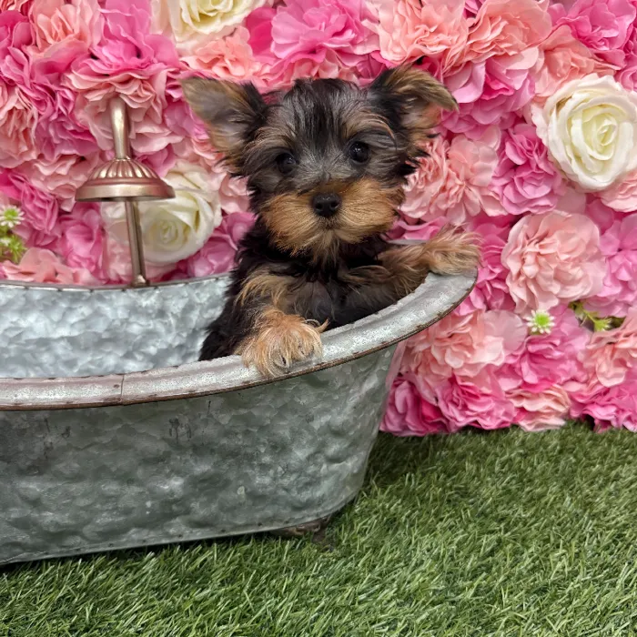 Female Yorkshire Terrier Puppy for Sale in Braintree, MA