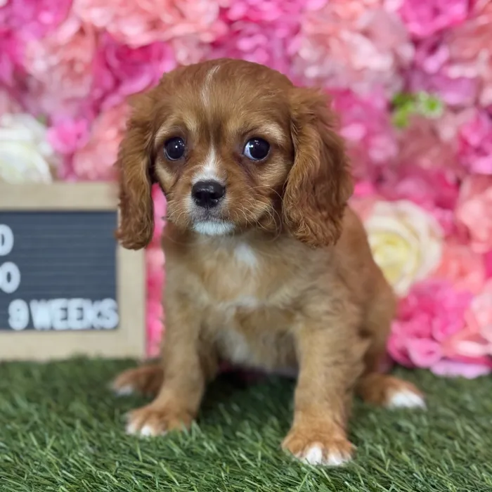 Female Cavapoo 2Nd Gen puppy named Rosalind for sale at Pet Express Saugus.