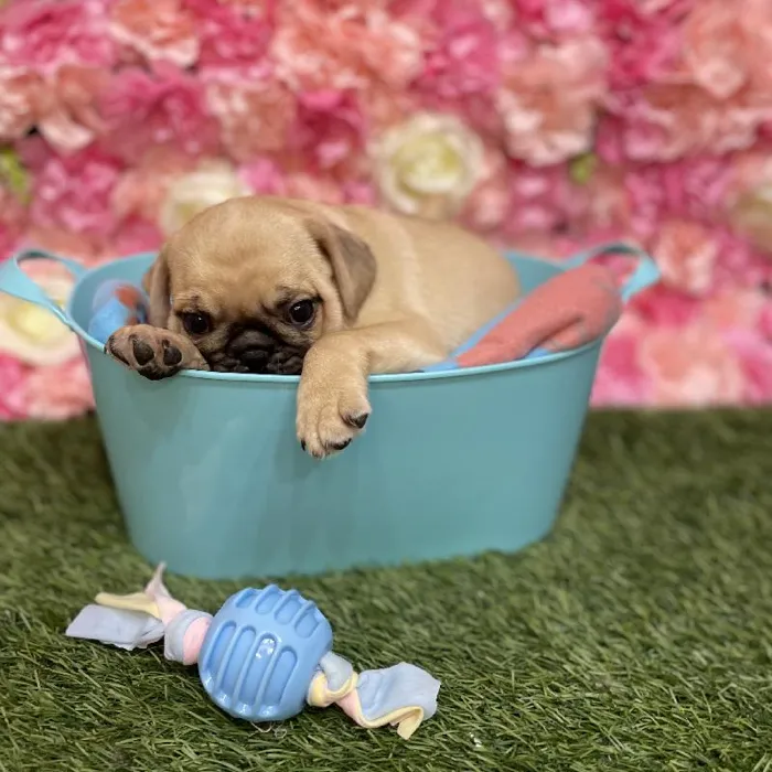 Male Pug Puppy for Sale in Saugus, MA