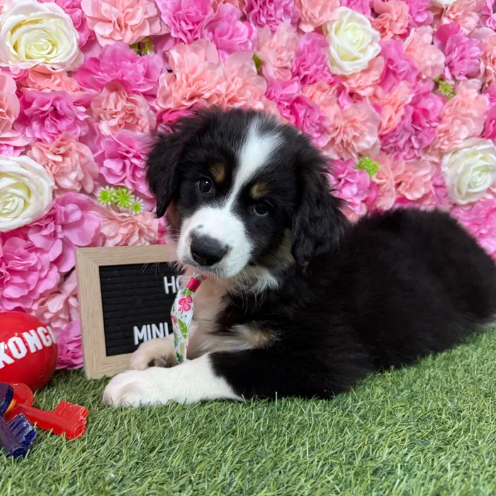 Male Miniature Australian Shepherd puppy named Hopper for sale at Pet Express Braintree.