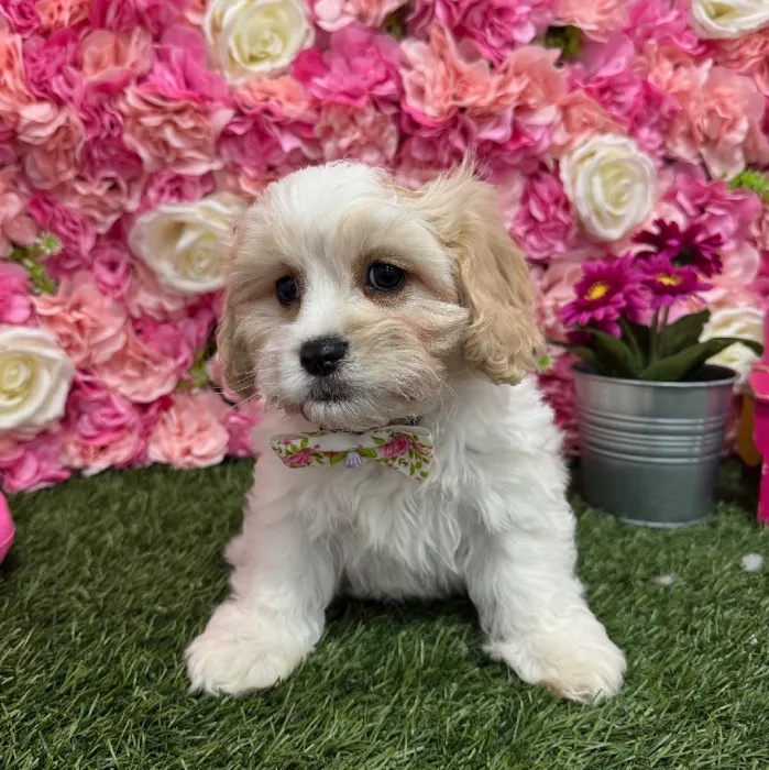 Male Cavachon Puppy for Sale in Braintree, MA