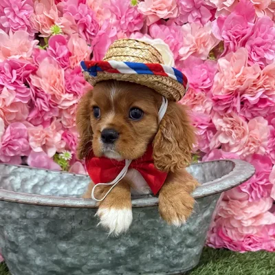 Male Cavalier King Charles Spaniel Puppy for Sale in Braintree, MA