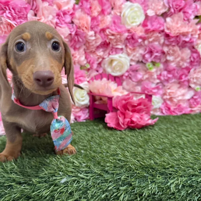 Male Dachshund Puppy for Sale in Braintree, MA
