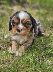 car_main_img_/media/ap_media/pets/LRHCZSKNRBGF188787.webp.250x250_q85.webp