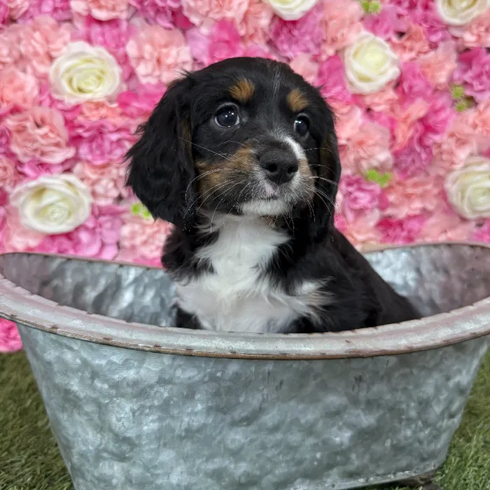 Male Aussalier puppy named Diego for sale at Pet Express Braintree.